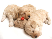 Image of sleeping puppies